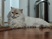 2 Aylık British Longhair ve Shorthair Dişi Yavrular