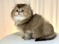 Show Class Ny25 British Longhair Prenses