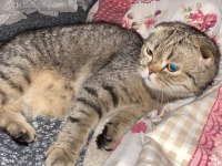 Scottish fold