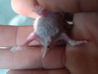 Satılık 1 Aylık Hamster Yavruları