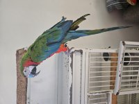 KAFESİYLE BİRLİKTE RUBYGOLD HİBRİT MACAW