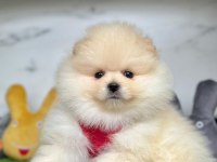 Safkan Pomeranian Boo Bebekler