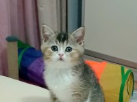 İKİ ERKEK KARDEŞ BİLEK GOLDEN 65 GÜNLÜK KEDİMİZ