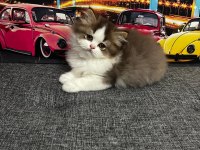 Cinnemon bi color british longhair yavrumuz