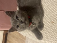 British Shorthair Yavru