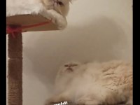 Şero ve lady iran kedisi