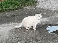 Acil Yuva Orijinal Ayı Sürat Silver Mavi Göz Kedimiz