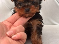 Yorki mini boy erkek 2 aylık
