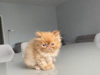 SAFKAN BAL KÖPÜĞÜ YAVRU İRAN KEDİSİ ( 2 AYLIK )