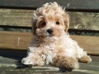ORJİNAL KORE MALTİPOO YAVRULARIMIZ