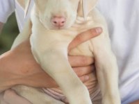 Albino doberman köpeği