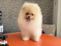Show kalite fcı export pedigreli kore pomeranian