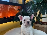 EGZOTİK FRENCH BULLDOG YAVRULAR HARİKA RENKLER VE ANATOMİ