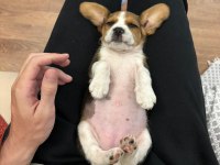BEAGLE YAVRUMUZ