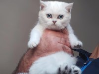 British Shorthair Yavruları