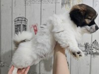 Fino - Pomeranian Kırması Yavrular