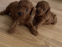 Yeni Yuvasını Gitmeye Hazır Bebek Köpekler