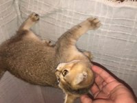 Gold yavrumuz teslime hazır british shorthair