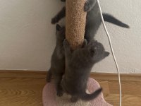 28.03.2025 doğumlu british shorthair yavrularımız