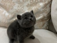 Yavru british shorthair kedimizi sahiplendirme