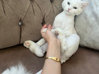 Ankara kedisi sahiplendirme