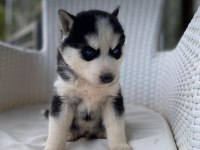 Orijinal veteriner kontrollü husky yavrularım