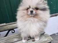 Pomeranian boo micro erkek full şecereli