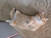 Golden Erkek BSH BY12 British Shorthair