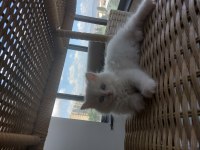2 aylık iran kedisi