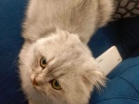 Damızlık scottish fold kedisi