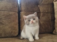 Bicolour Dişi Güzellik British Shorthair