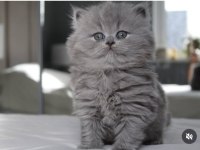 İpek Kürk Gri British Longhair