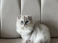 Ücretsiz sahiplendirme chinchilla kedisi