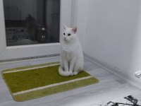 2 yaşında kısır Ankara kedisi