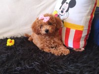 Sevimli Poodle Kız