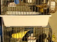 Waterslager Malinois Kanarya 2023