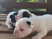 Pamuk Gibi Beyaz French Bulldog Yavrularımız
