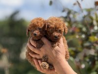 Aşılı Çiş Eğitimli Teacup Toy Poodle