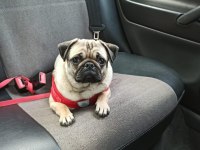3 yaşında pug kızım yeni sahibi arıyor