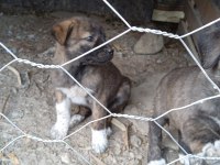 A kalite köpekleri beslemek isteyenler buyursun