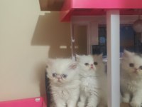 2 Aylık Safkan İran Yavrularım Yeni Yuva Arıyor