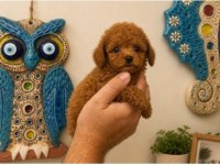 Orjinal Red Toy Poodle Yavru Erkek Dişi Yavru 2 Aylık