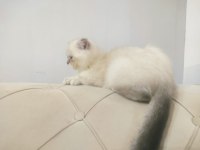 British shorthair 6 aylık