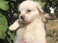 Terrier maltese- albino rus finosu melezleri