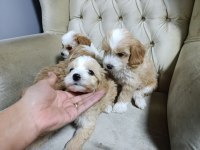 Sevimli maltipoo bebekler