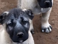 Sivas Dev Kral Kangal Çiftliği