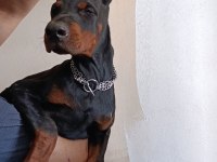 A scr Doberman yavruları