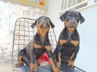 Doberman yavru köpeklerimiz