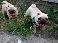 Ücretsiz pug