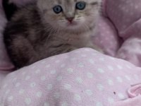 British yavru british shorthair kediler sahiplerini arıyor